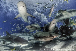 Surrounded by friends at Tiger Beach - Bahamas by Steven Anderson 